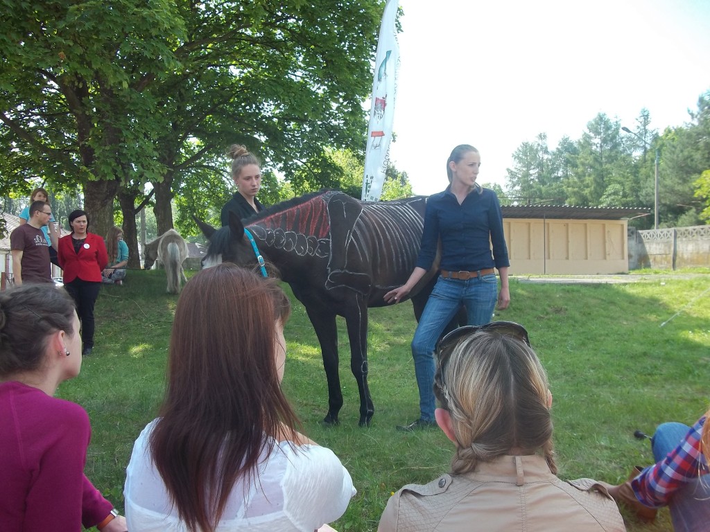 fala uderzeniowa w leczeniu koni