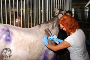 fala uderzeniowa w rehabilitacji koni