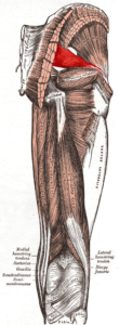 Mięśnie okolicy pośladkowej i udowej