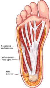 Rozcięgno podeszwowe