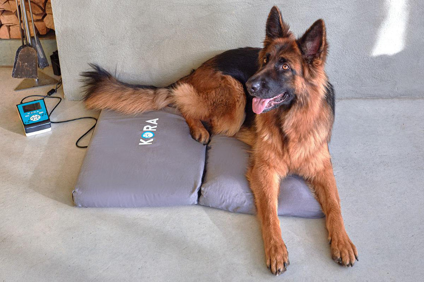 Magnetoterapia dla psa lub kota – zastosowanie i opis zabiegu