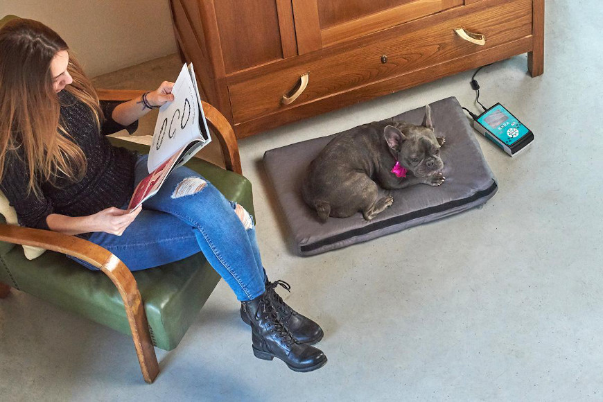 Zabieg magnetoterapii dla psa